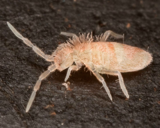 Springtails, Tropical Pink (Collembola sp.) - TC INSECTS